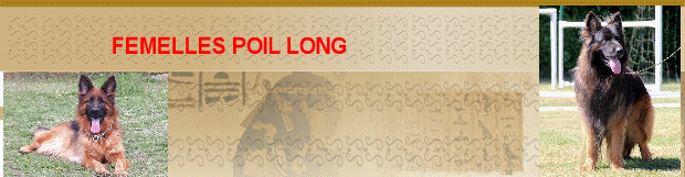 FEMELLES POIL LONG